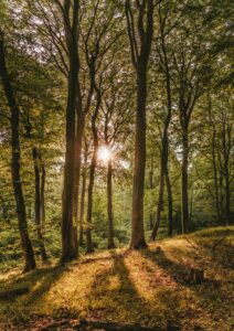 A tranquil forest with sunlight filtering through tall trees, creating a warm glow and serene ambiance.